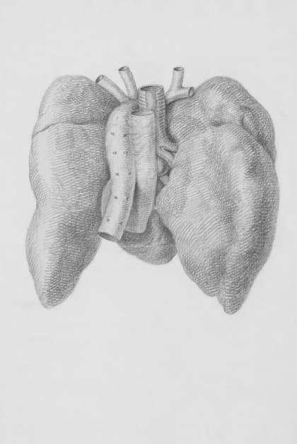 Liver Detox: Best Foods and Fruits for Natural Liver Cleansi...